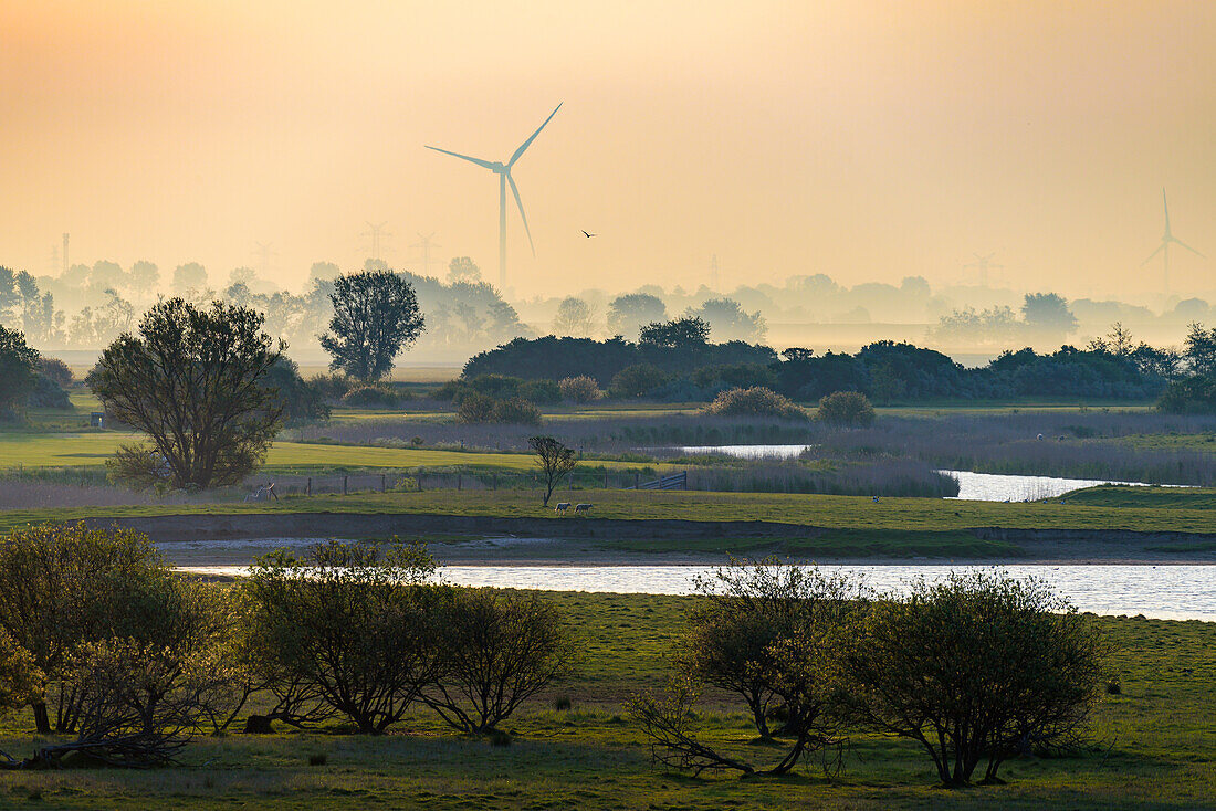 Weidetiere im Speicherkoog, Meldorf, Dithmarschen, Nordseeküste, Schleswig Holstein, Deutschland, Europa