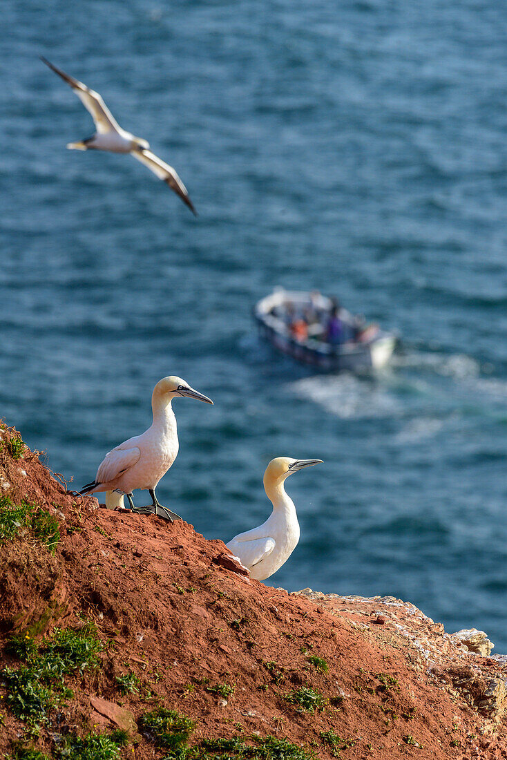 Northern gannets at the Oberland, Heligoland, North Sea, North Sea coast, German, bay, Schleswig Holstein, Germany, Europe,