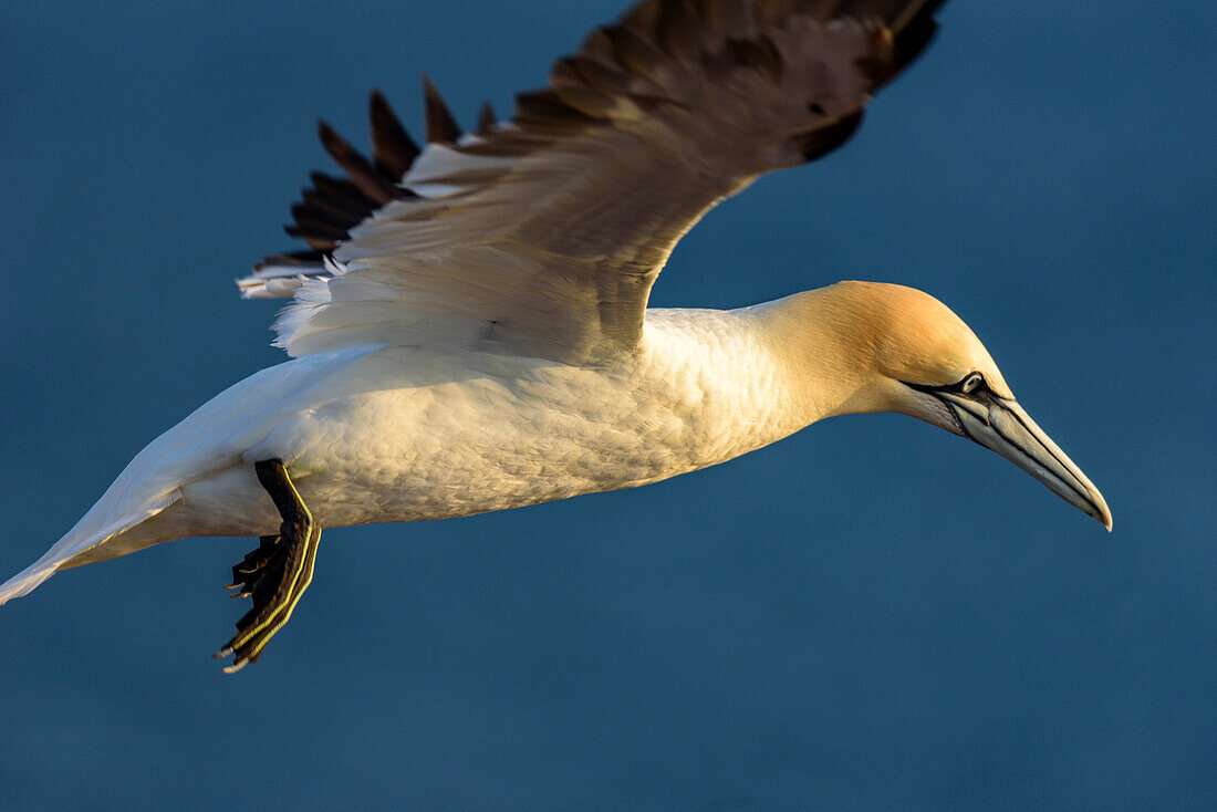 Basstölpel am Oberland, Helgoland, Nordsee, Nordseeküste, Deutsche Bucht, Schleswig Holstein, Deutschland, Europa,