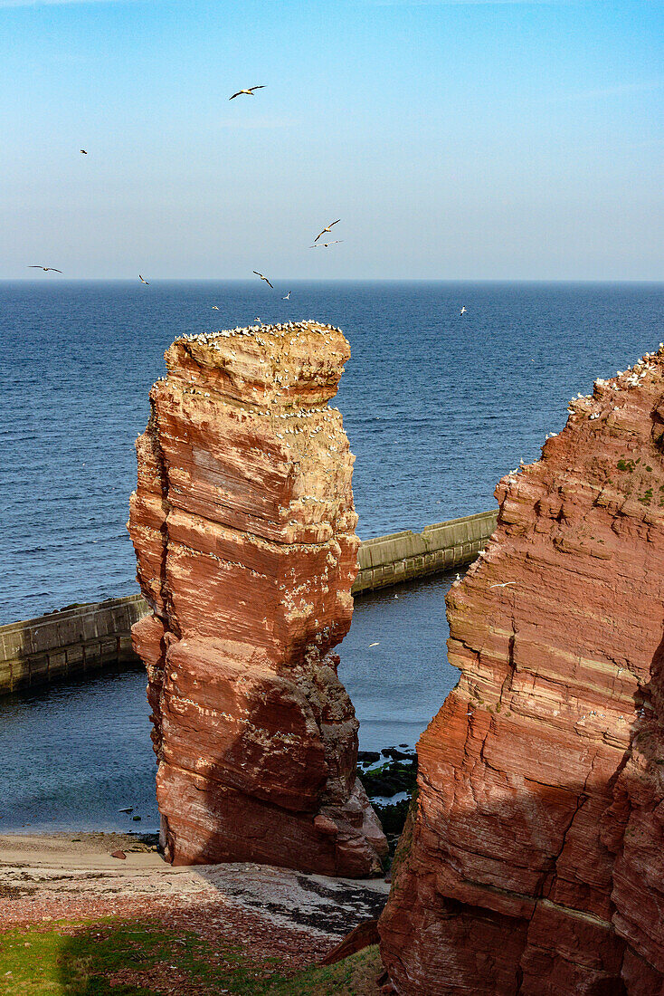 Basstölpel an der Lange Anna. Helgoland, Nordsee, Nordseeküste, Deutsche Bucht, Schleswig Holstein, Deutschland, Europa,