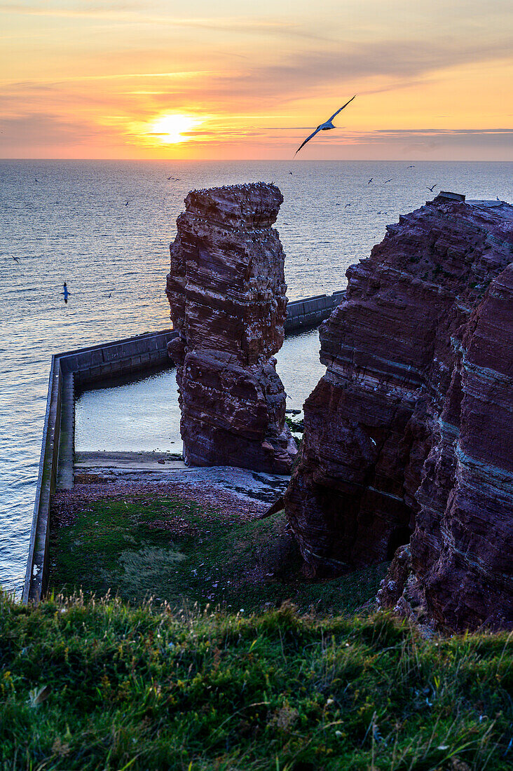 Northern gannets with sunset, Long Anna. Helgoland, North Sea, North Sea Coast, German, Bay, Schleswig Holstein, Germany, Europe,