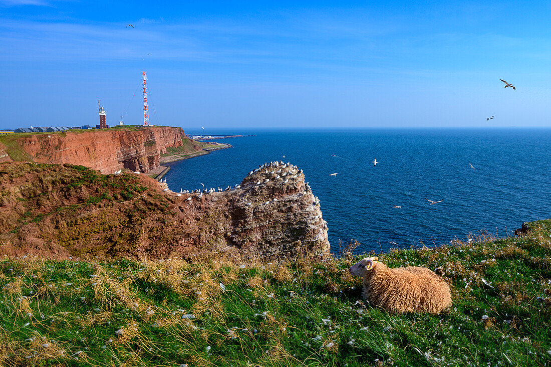 Landscape with sheep of the Oberland, Helgoland, North Sea, North Sea Coast, German Bay, Schleswig Holstein, Germany, Europe,