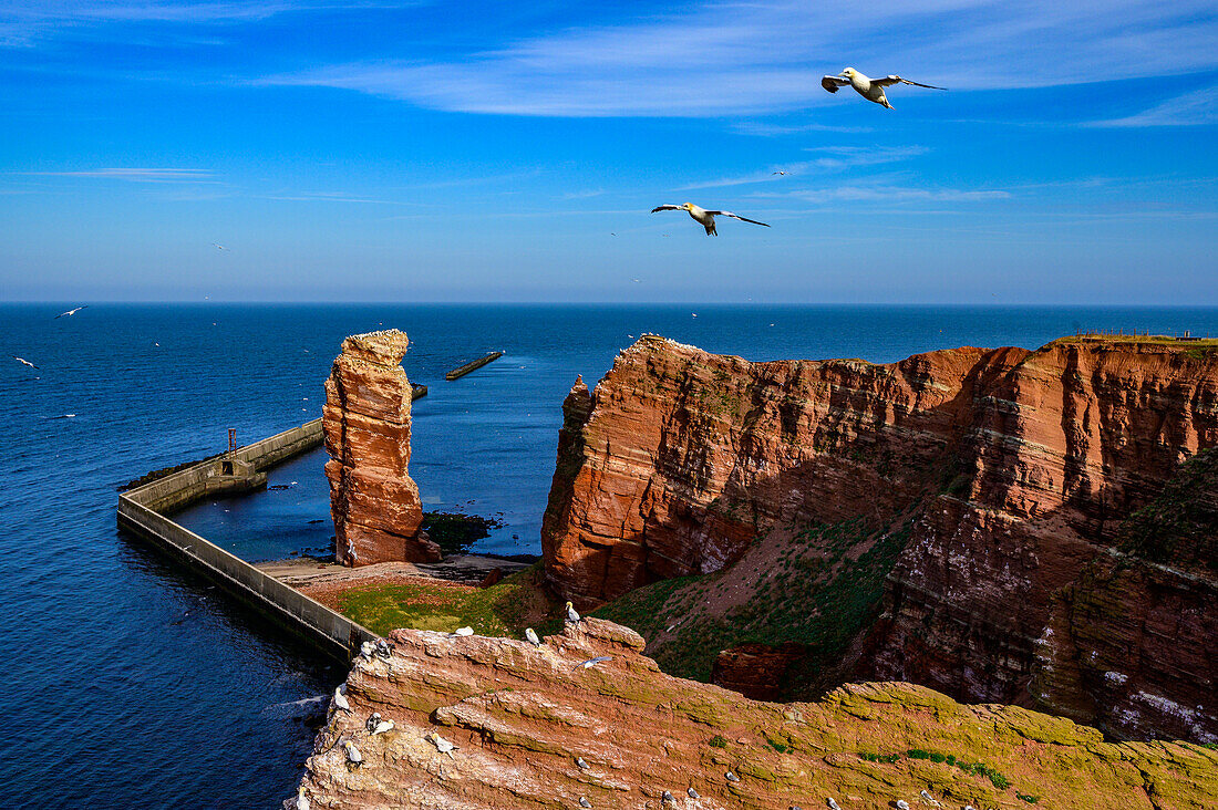Northern gannets on the Lange Anna. Helgoland, North Sea, North Sea Coast, German, Bay, Schleswig Holstein, Germany, Europe,