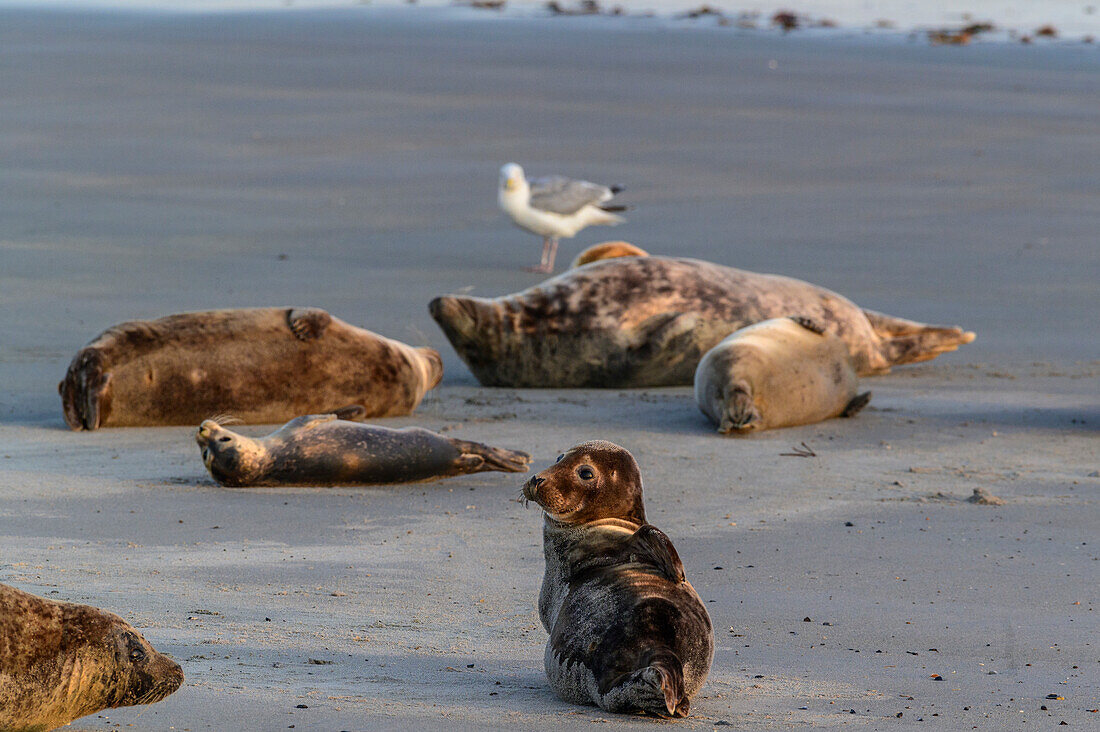 Sandbank, Nebeninsel von Helgoland, Südstrand, Seehunde und Kegelrobben, Helgoland, Nordsee, Nordseeküste, Deutsche, Bucht, Schleswig Holstein, Deutschland, Europa