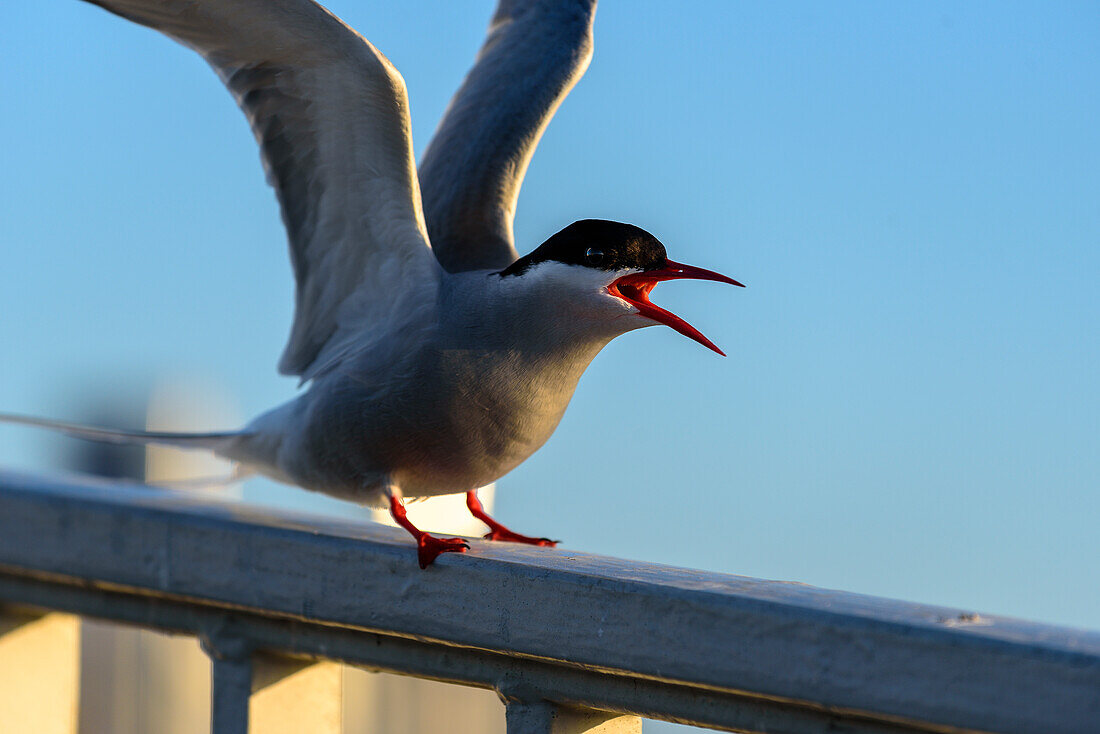 arctic tern at the Eider Speerwerk, Toenning, Eiderstedt peninsula, North Friesland, North Sea coast, Schleswig Holstein, Germany, Europe