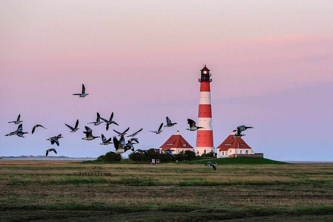 Flying geese in front of the Westerheversand lighthouse, Eiderstedt peninsula, North Friesland, North Sea coast, Schleswig Holstein, Germany, Europe