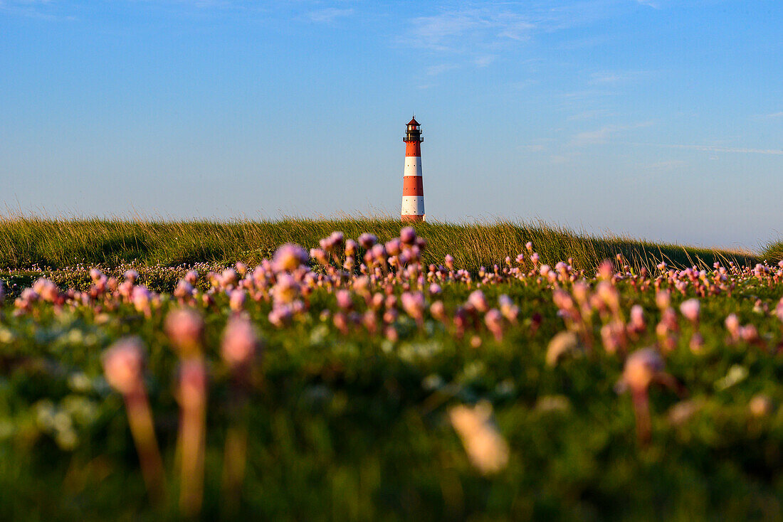 Blumen vor Leuchtturm Westerheversand, Halbinsel Eiderstedt, Nordfriesland, Nordseeküste, Schleswig Holstein, Deutschland, Europa