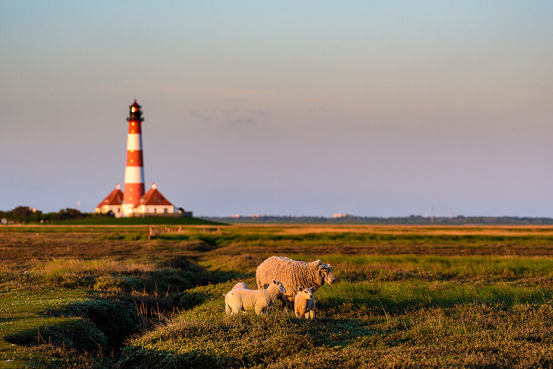 Sheep in front of the Westerheversand lighthouse, Eiderstedt peninsula, North Friesland, North Sea coast, Schleswig Holstein, Germany, Europe