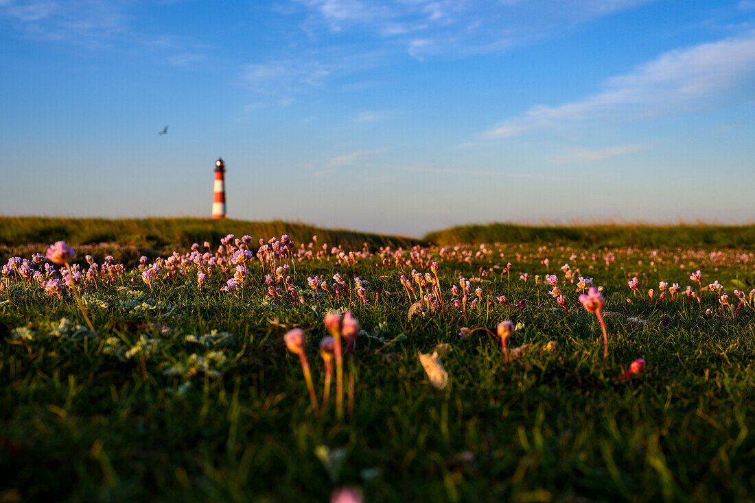 Flowers in front of the Westerheversand lighthouse, Eiderstedt peninsula, North Friesland, North Sea coast, Schleswig Holstein, Germany, Europe