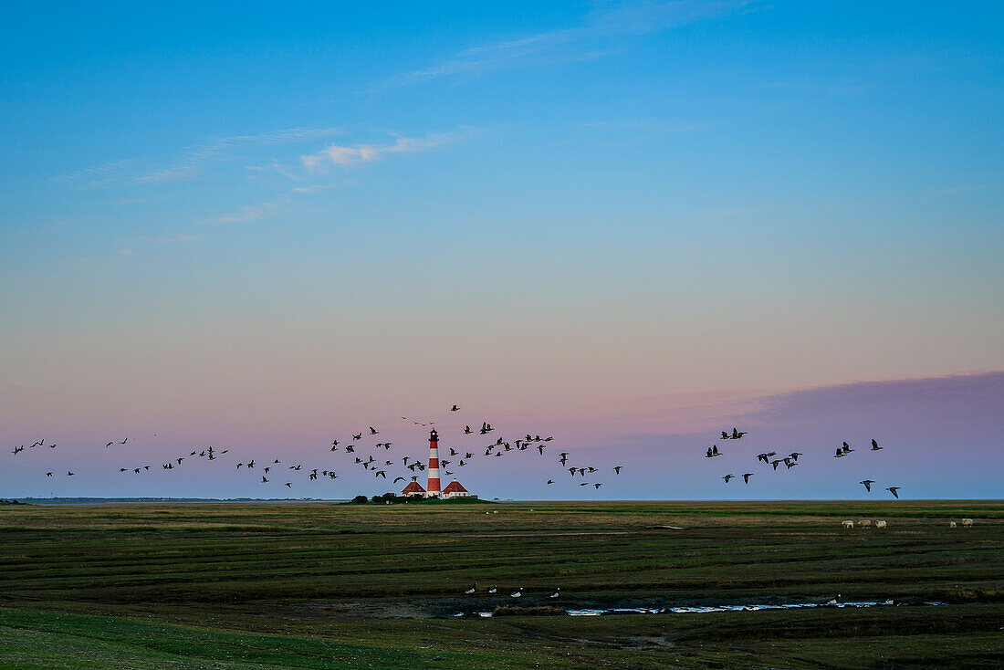 Flying geese in front of the Westerheversand lighthouse, Eiderstedt peninsula, North Friesland, North Sea coast, Schleswig Holstein, Germany, Europe