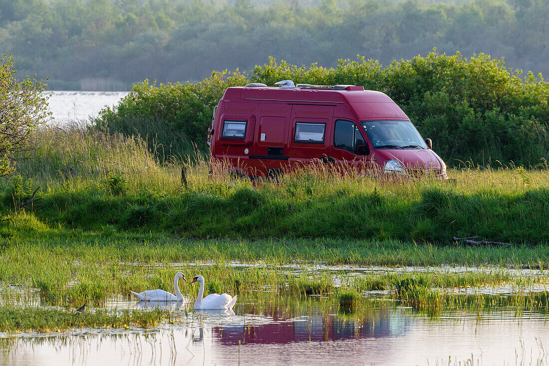 Motorhome with swans, Katinger Watt, Toenning, Eiderstedt Peninsula, North Friesland, North Sea Coast, Schleswig Holstein, Germany, Europe