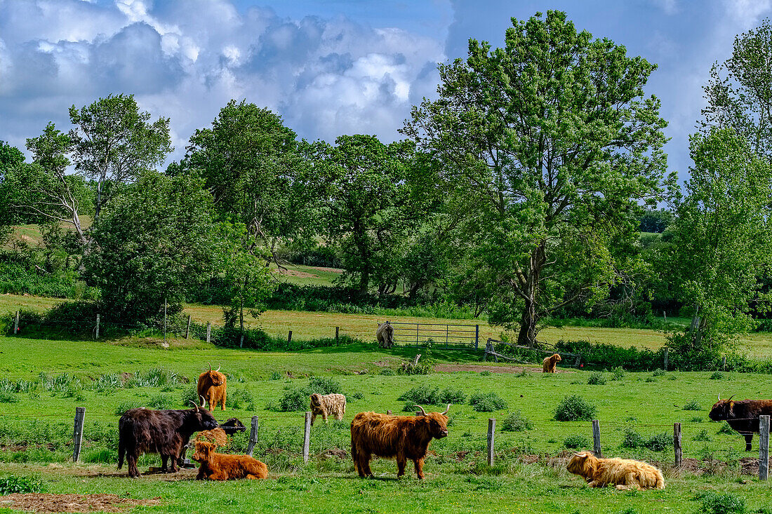 Scottish highland cattle on the Eider, nature and landscape on the Eider, North Friesland, North Sea coast, Schleswig Holstein, Germany, Europe