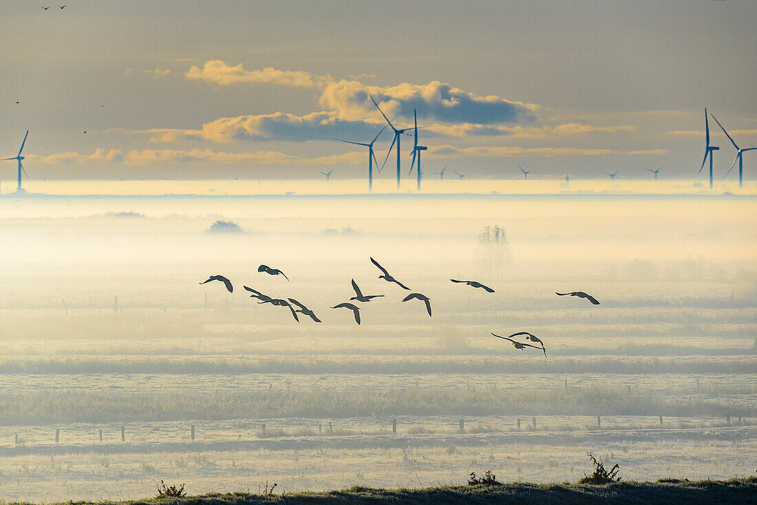 Zugvögel mit Windräder, Landschaft am Beltringharder Koog im Herbst, Nordfriesland, Nordseeküste, Schleswig Holstein, Deutschland, Europa