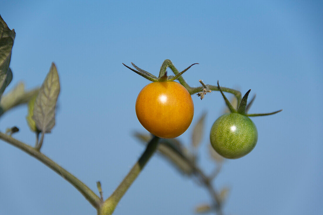 Kleine, gelbe und grüne Tomaten