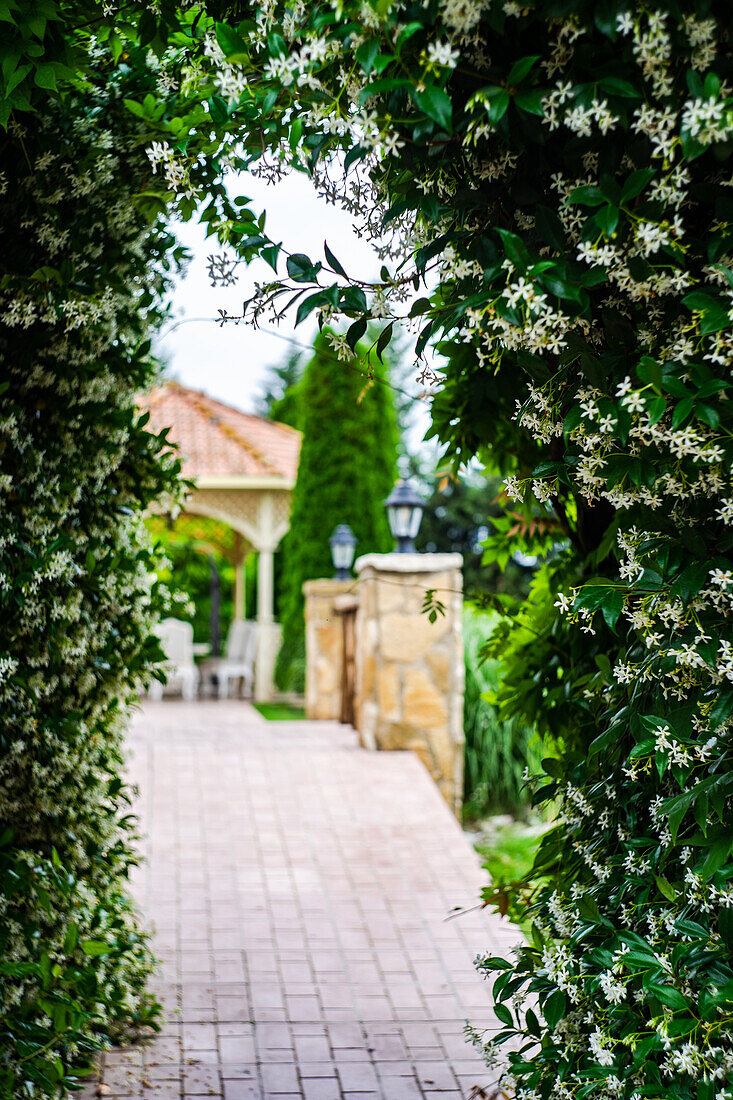 Arch garden with flowering Jasmine plant in summer day