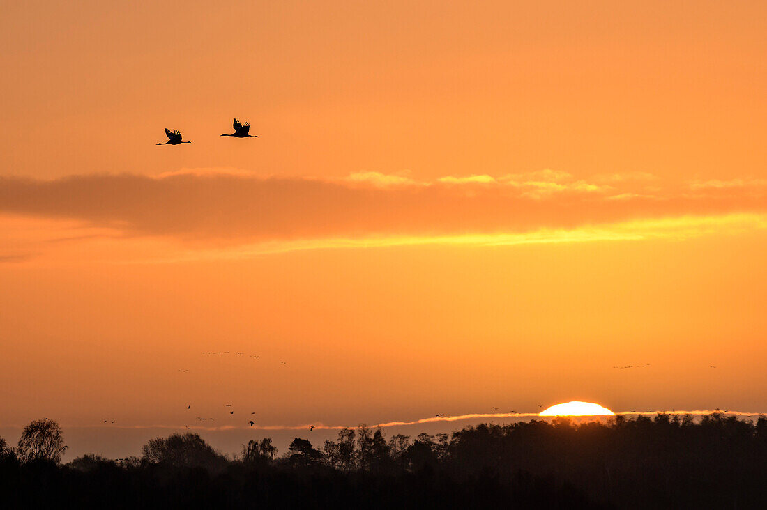 Two cranes in flight in front of the setting sun, common crane, Grus grus, Diepholzer Moor, Lower Saxony, Germany