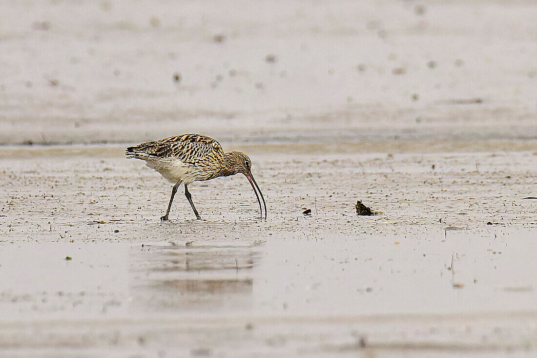 Großer Brachvogel im Nordstrandischmoor, Großer Brachvogel, Numenius arquata, Nationalpark Wattenmeer, Schleswig-Holstein, Deutschland