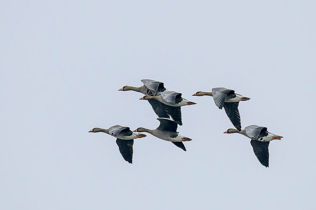 White-fronted geese in flight, White-fronted goose, Anser albifrons, Nordstrandischmoor, Wadden Sea National Park, Schleswig-Holstein, Germany