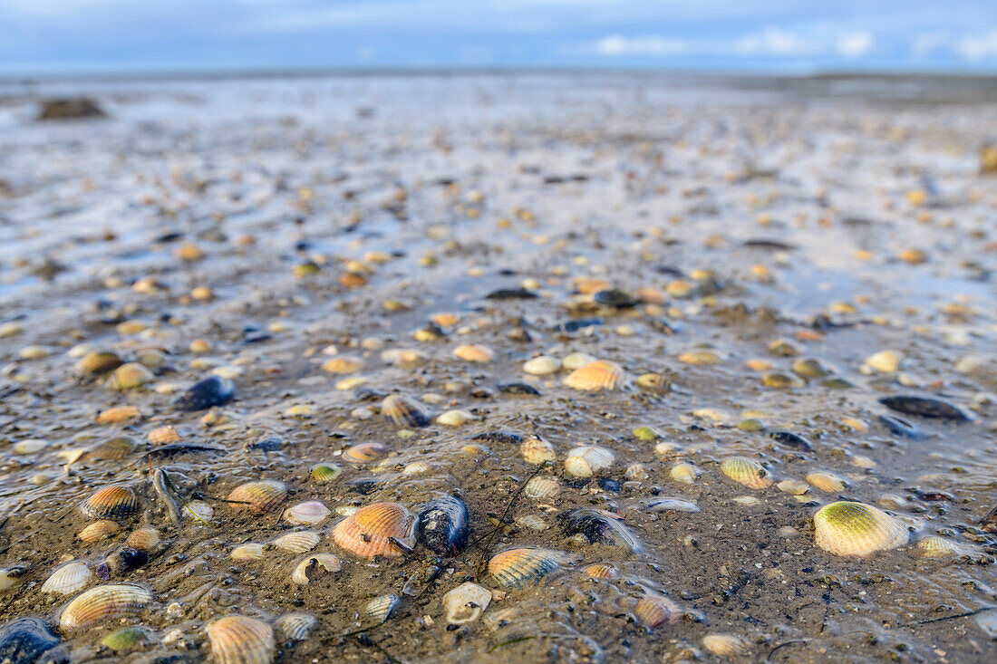 Mussels in the mudflats, Hamburger Hallig, Wadden Sea National Park, Schleswig-Holstein, Germany