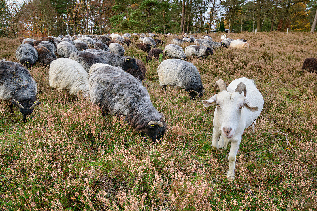 Heidschnucke and goat grazing in the heath, Heidschnucke, Büsenbachtal, Heidschnuckenweg, Lower Saxony, Germany