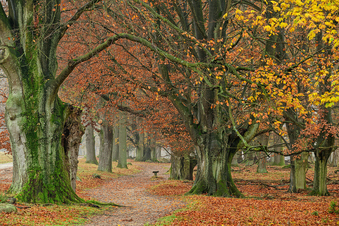 Path winding through autumnal beech forest, Wilsede, Heidschnuckenweg, Lüneburg Heath, Lower Saxony, Germany