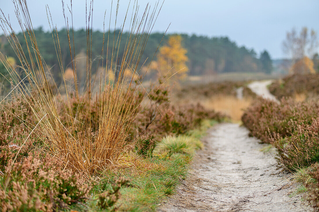 Path leads through autumnal heathland, Heidschnuckenweg, Undeloh, Lüneburg Heath, Lower Saxony, Germany