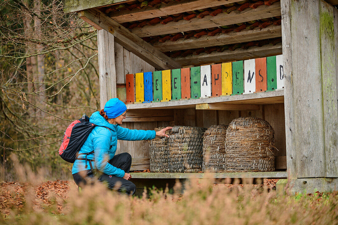 Woman hiking looking at beehives, Wietzer Berg, Suedheide Nature Park, Heidschnuckenweg, Lower Saxony, Germany