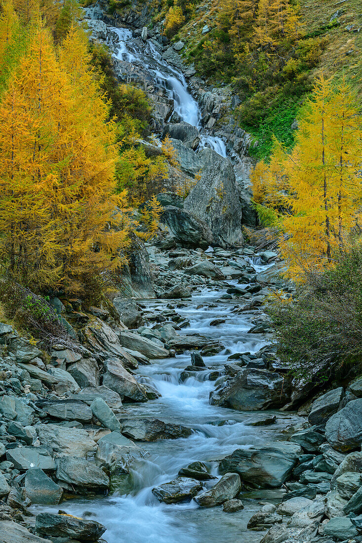 Umbal Falls with larch trees in autumn, Virgental, Hohe Tauern, Hohe Tauern National Park, East Tyrol, Austria