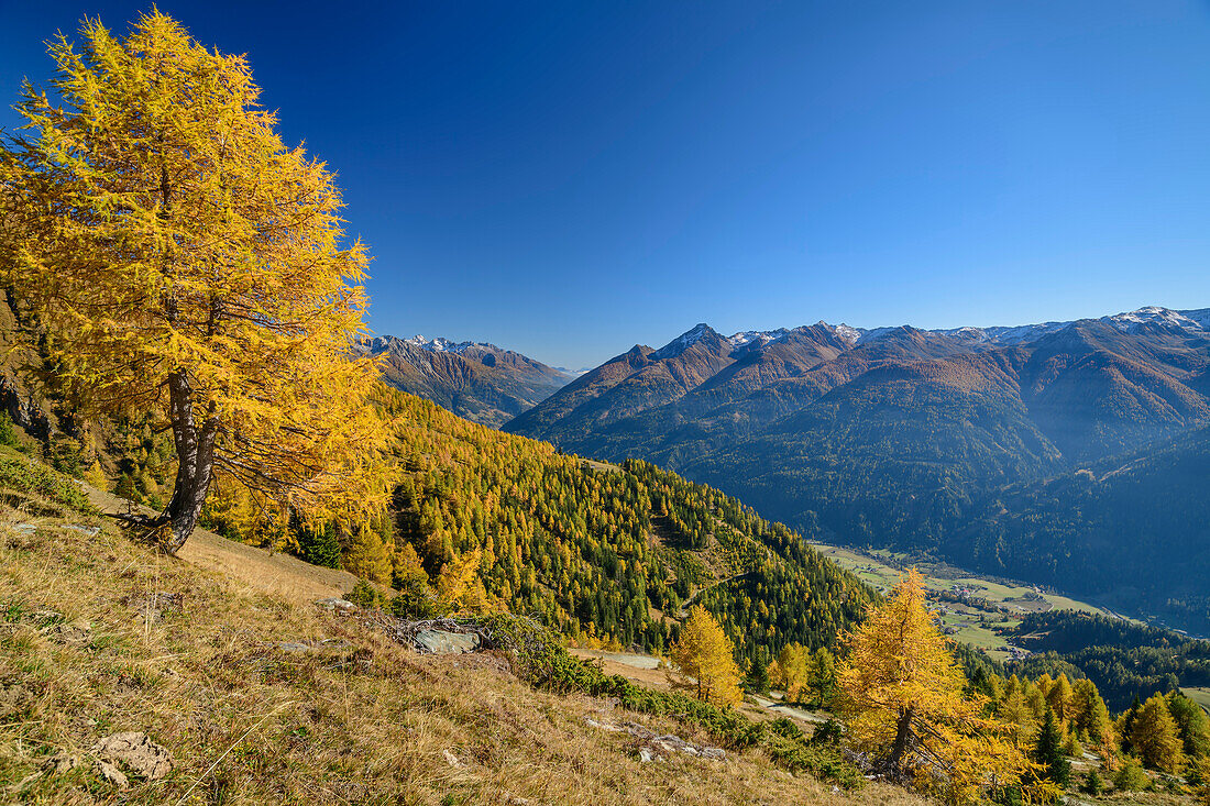 Autumn colored larches with a deep view of the Virgen Valley, Große Nillalm, Virgen Valley, Hohe Tauern, Hohe Tauern National Park, East Tyrol, Austria