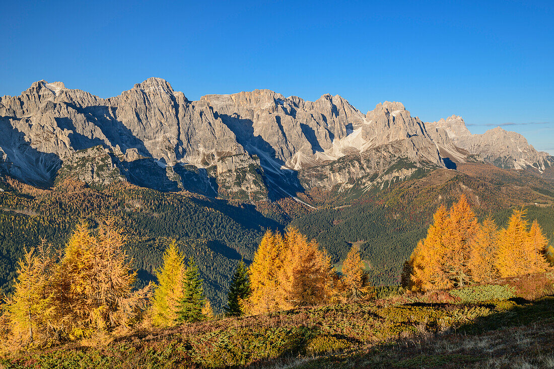 Autumn colored larches with Elferkogel and Sesto Dolomites, on Monte Spina, Carnic Alps, Veneto, Veneto, Italy