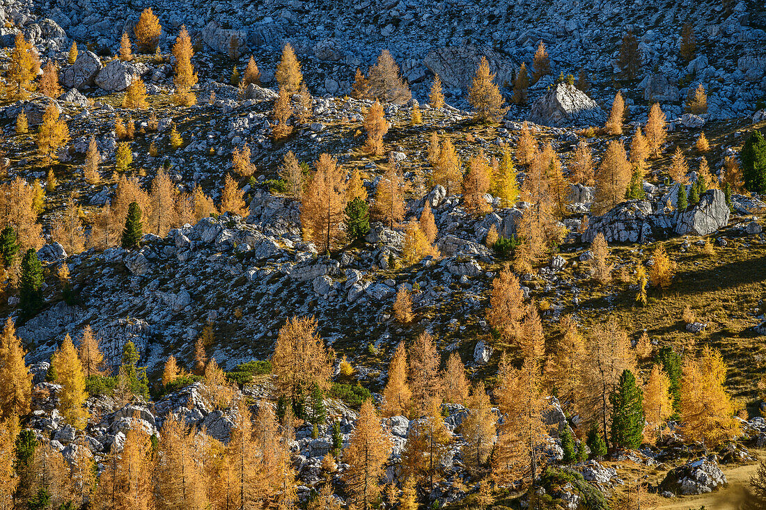 Autumn colored larches in the rocky terrain, Dolomites, UNESCO World Natural Heritage Dolomites, Venetia, Venetia, Italy