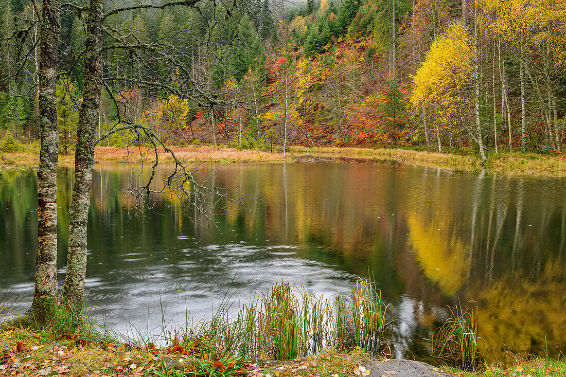 Ellbachsee in autumn, Black Forest National Park, Black Forest, Baden-Württemberg, Germany