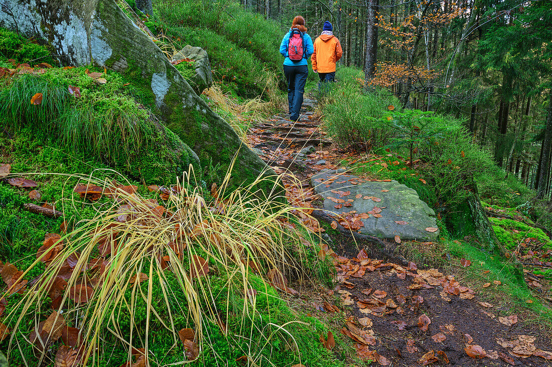 Wanderweg führt durch Herbstwald, Buhlbachsee, Nationalpark Schwarzwald, Schwarzwald, Baden-Württemberg, Deutschland