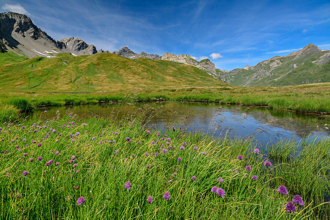 Blumenwiese am Lago di Verney, Kleiner St. Bernhard, Rutorgruppe, Grajische Alpen, Aosta, Italien