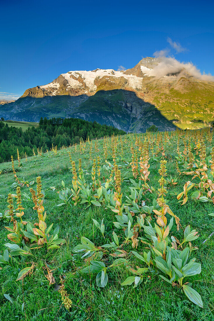 Mont Pourri im Alpenglühen mit Enzianwiese im Vordergrund, Nationalpark Vanoise, Rutorgruppe, Grajische Alpen, Savoyen, Savoien, Frankreich