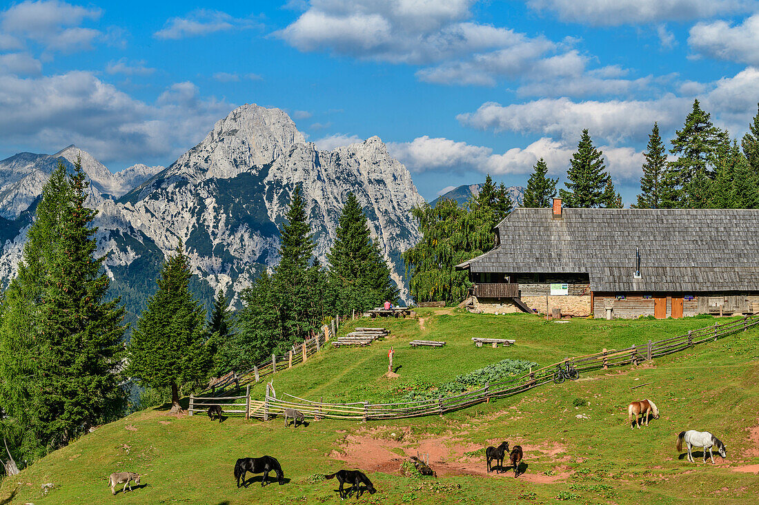 Pferde und Esel grasen an der Alm Planini Korošica, Veliki vrh, Hochturm, Karawanken, Slowenien