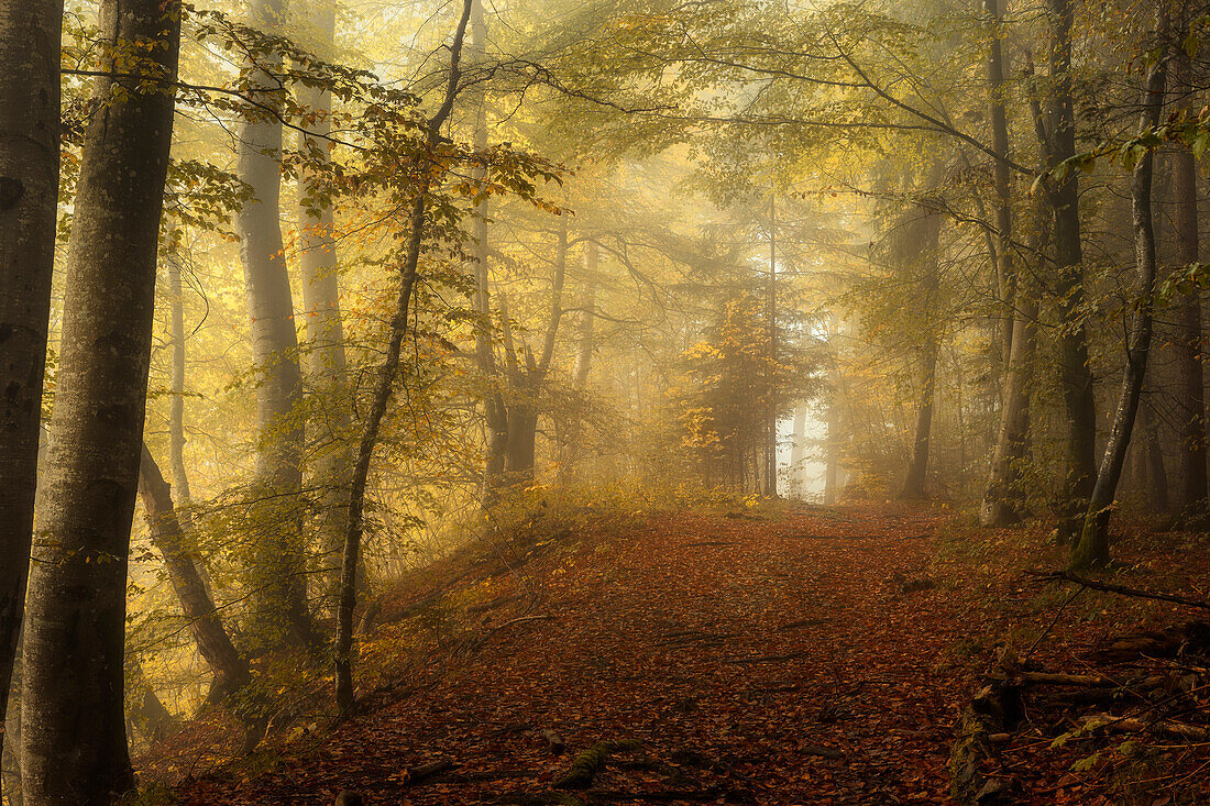 Morning mood in the beech forest in autumn south of Munich, Bavaria, Germany, Europe