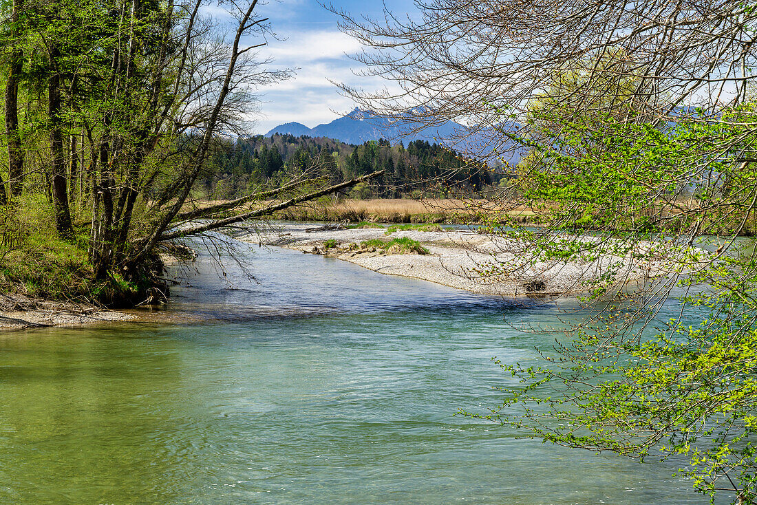 On the banks of the Loisach along the Loisach circular route near Großweil, Bavaria, Germany