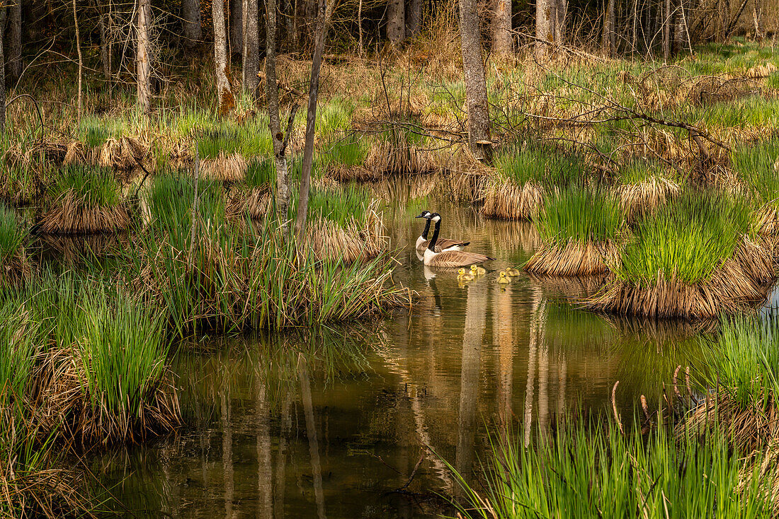 Goose family in spring in the Murnauer Moos, Murnau, Bavaria, Germany, Europe