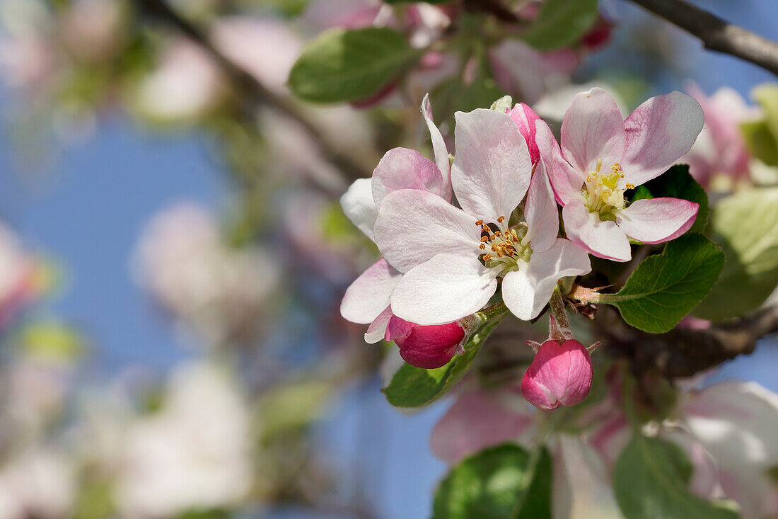 Apple blossoms in spring light, Bavaria, Germany, Europe