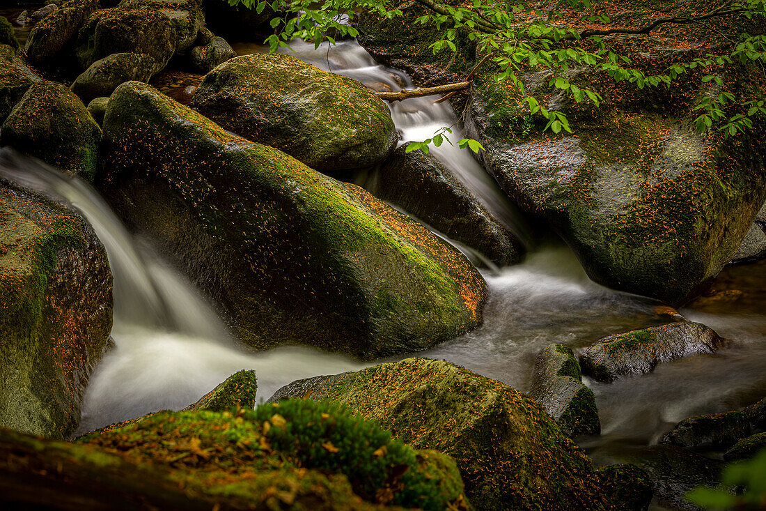 At the Buchberger Leite in spring, Bavarian Forest, Lower Bavaria, Bavaria, Germany