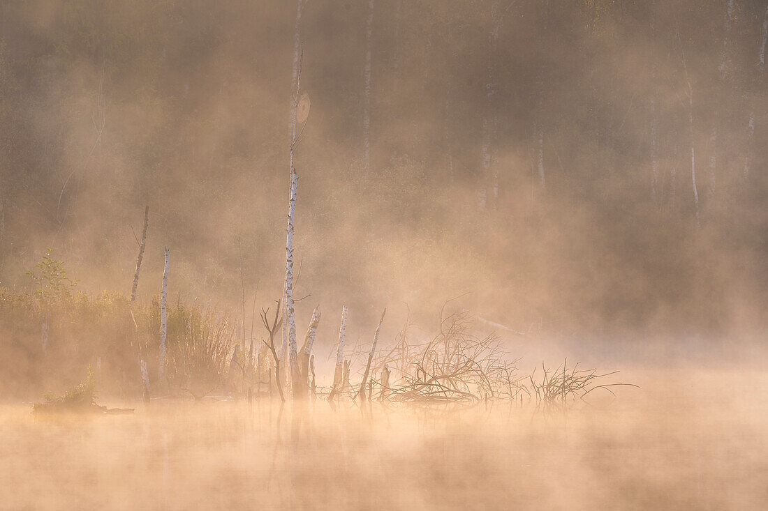 Misty September morning in the Weilheimer Moss, Weilheim, Upper Bavaria, Bavaria, Germany