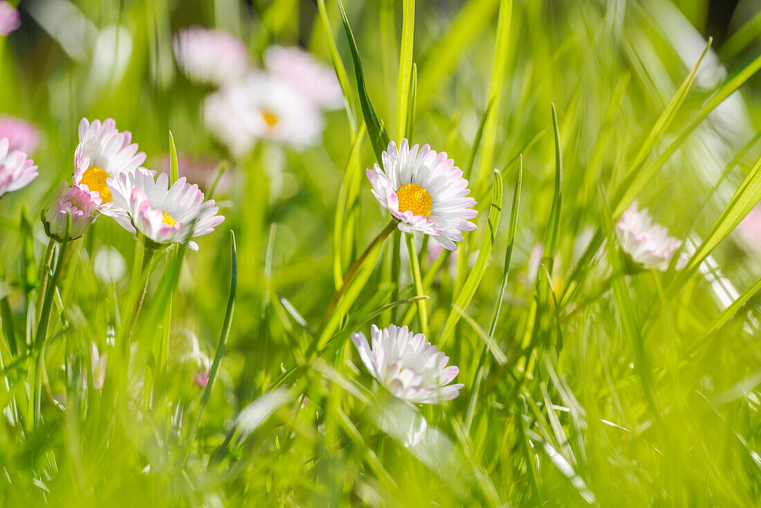 Daisies in the middle of a meadow in spring, Bavaria, Germany, Europe
