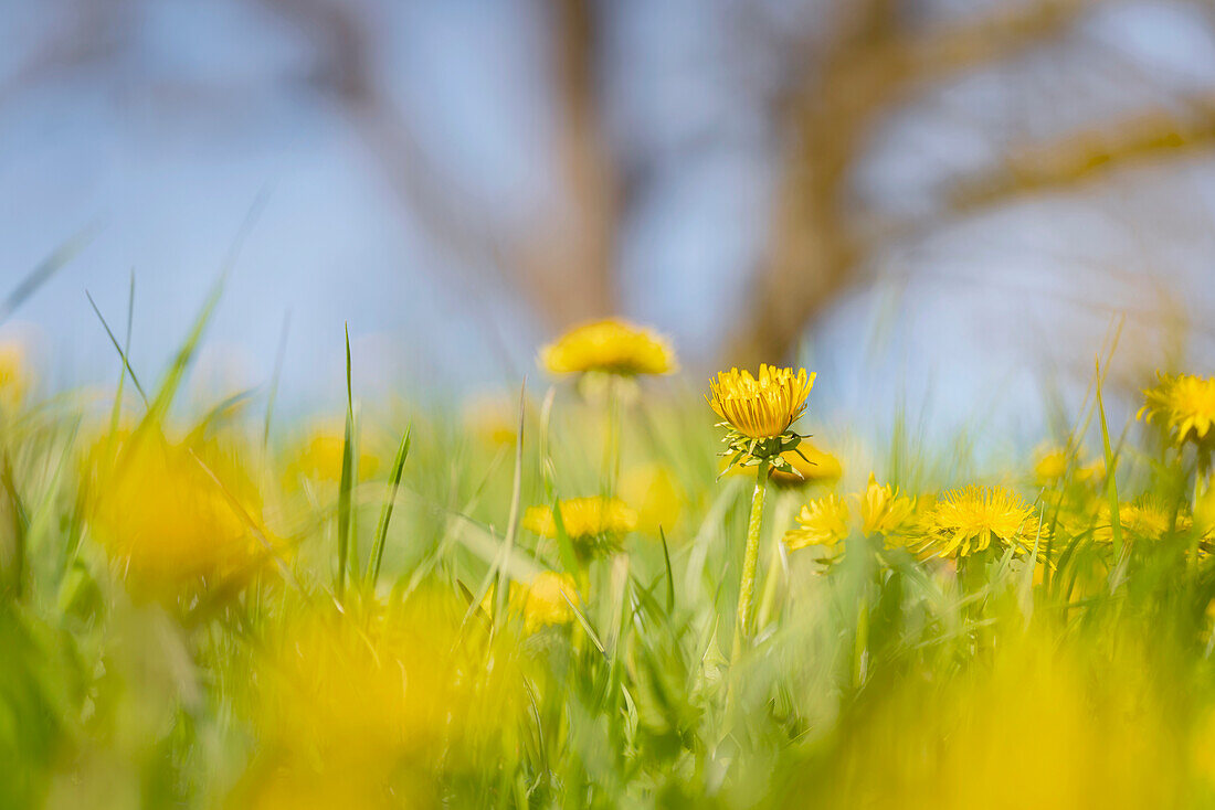 Dandelion in a spring meadow, Bavaria, Germany, Europe