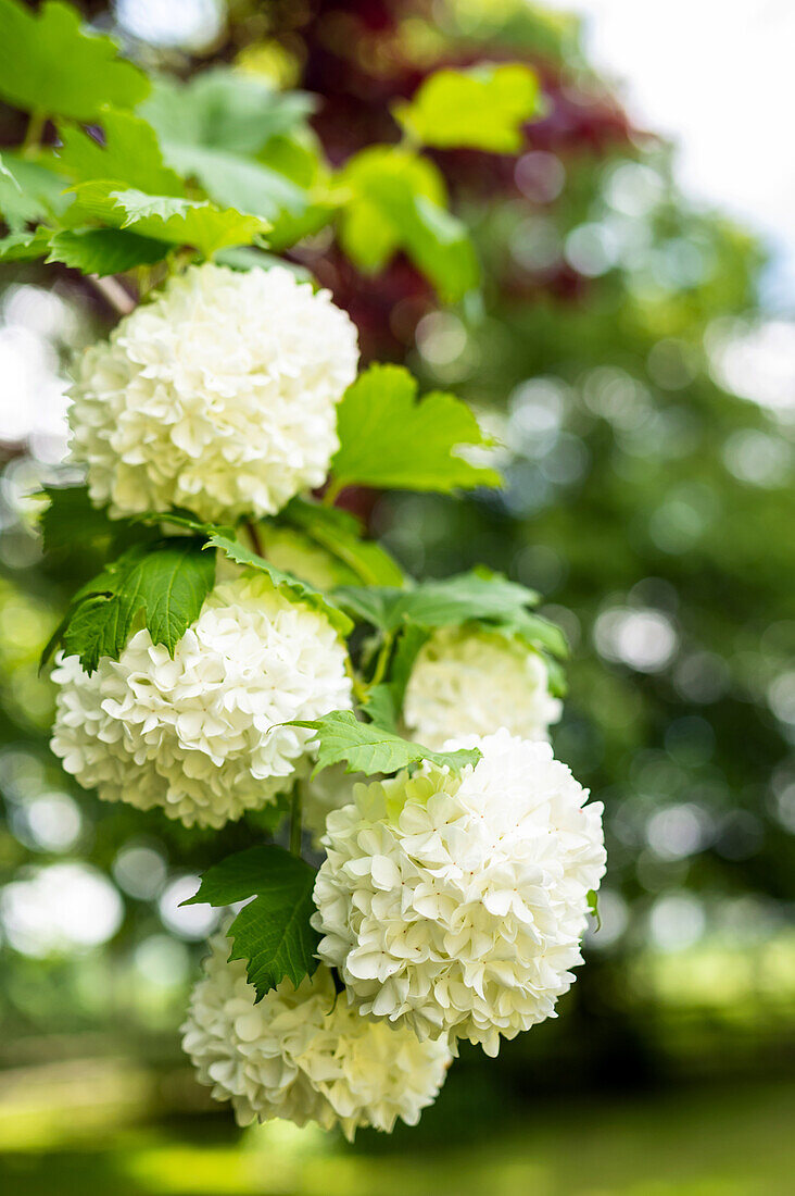 Snowball bush in the garden