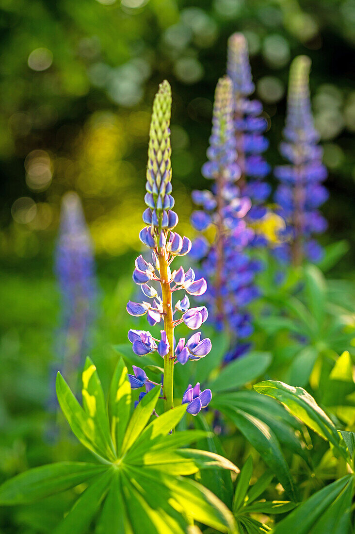 Lupins in purple against a green background, plant, garden
