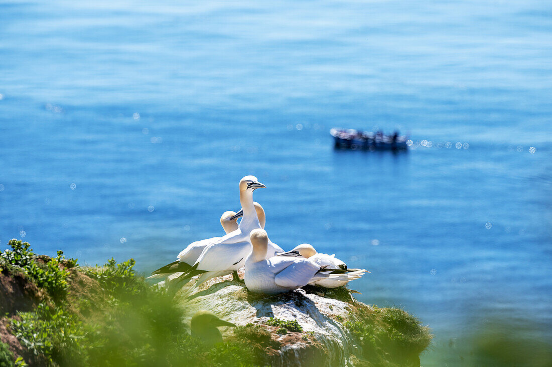 Basstölpel auf einem Felsvorsprung mit einem Börteboot im Hintergrund auf Helgoland, Helgoland, Insel, Schleswig-Holstein, Deutschland