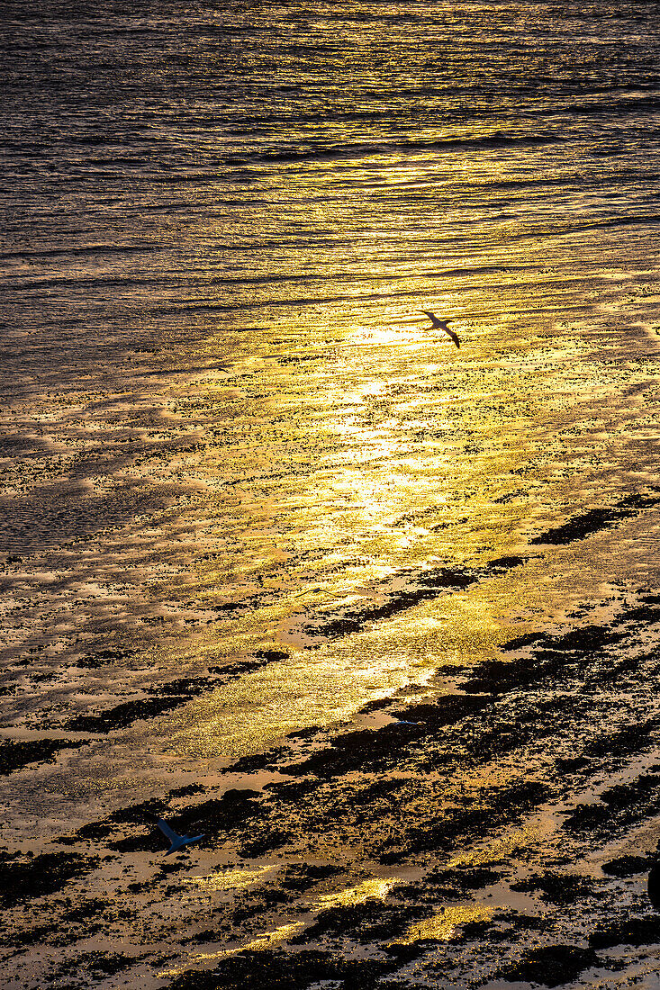 Golden evening mood in the mudflats, Helgoland, Insel, Schleswig-Holstein, Germany
