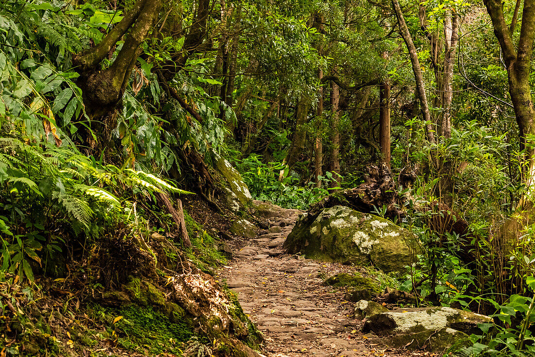 Unspoilt path past rocks and lush nature in Azores