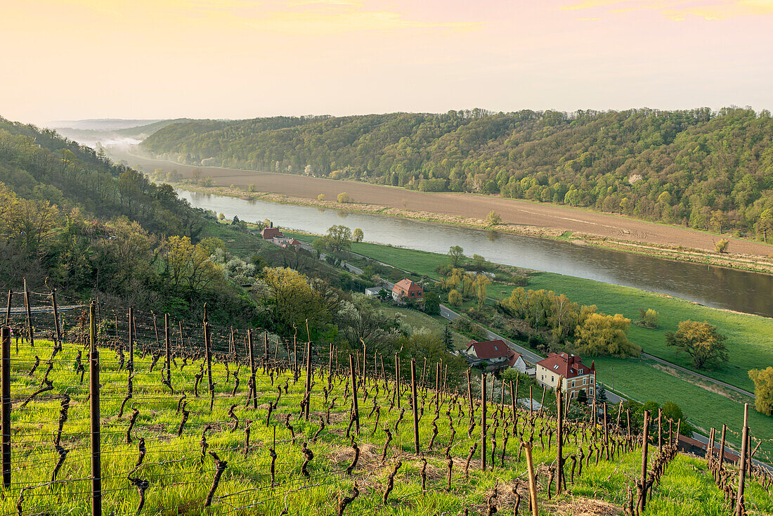View from the vineyards of the Spargebirge on the Elbe valley between Dresden and Meissen, Saxony, Germany